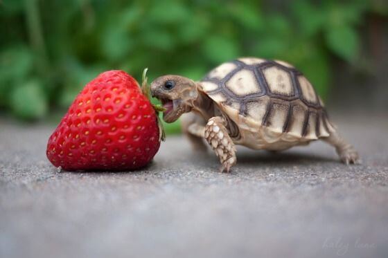 Turtle and strawb