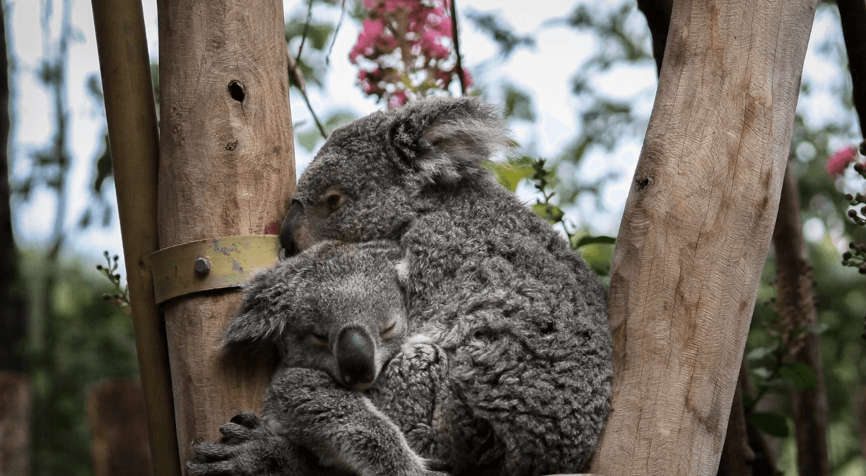 koala and joey